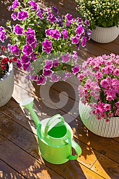 beautiful summer flowers in flowerpots in garden. chrysanthemum, petunia, watering can