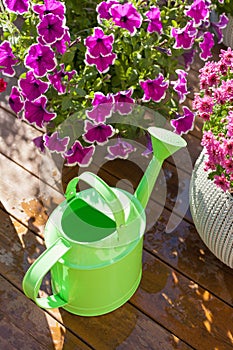 beautiful summer flowers in flowerpots in garden. chrysanthemum, petunia, watering can