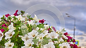 beautiful summer flowers in the garden. color