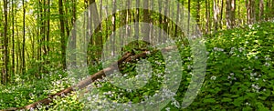 Beautiful summer forest of beech tree and lunaria flowers in sunlight. Panorama of amazing beauty of summer forest