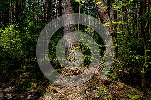 Beautiful summer forest with different trees.