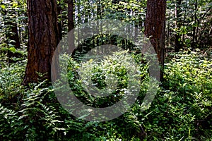 Beautiful summer forest with different trees.