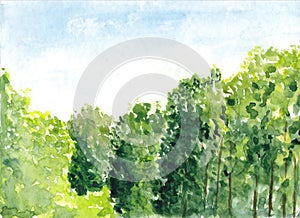 Beautiful summer forest with trees. Green scenic landscape view. Watercolor painting. Hand drawn illustration. Nature background.