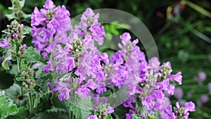 Beautiful summer garden flowers close-up.