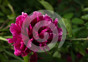 Beautiful summer garden flowers close-up.