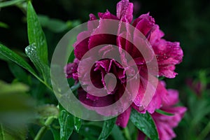 Beautiful summer garden flowers close-up.