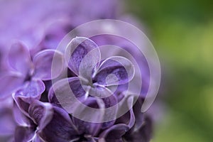 Beautiful summer garden flowers close-up.