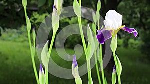 Beautiful summer garden flowers close-up. 4K Footage.