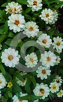 Beautiful Summer Garden Landscape. Colorful white Flowers Decorative Composition On The Fresh Back Yard Lawn