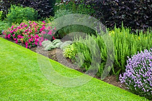 Hermoso verano jardín rosas a varios plantas 