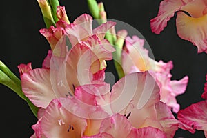 beautiful summer gladiola colorful garden flower