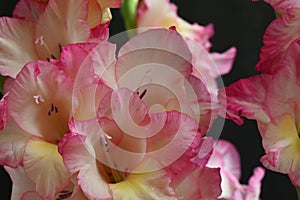 beautiful summer gladiola colorful garden flower