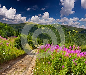 Beautiful summer landscape