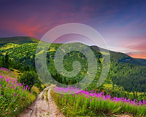 Beautiful summer landscape