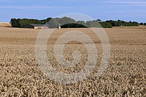 Beautiful Summer Landscape on Agricultural Field