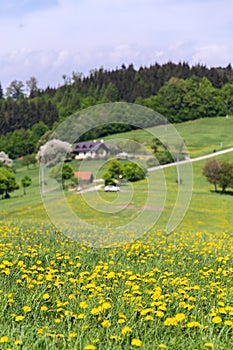 Beautiful summer landscape with blooming yellow dandelions around Zitkova village, White Carpathians in background