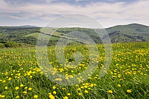 Beautiful summer landscape with blooming yellow dandelions, White Carpathians in background, Czech and Slovak republics, sunny day