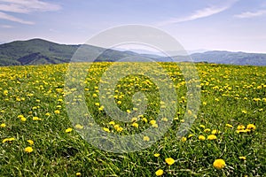 Beautiful summer landscape with blooming yellow dandelions, White Carpathians in background, Czech and Slovak republics, sunny day
