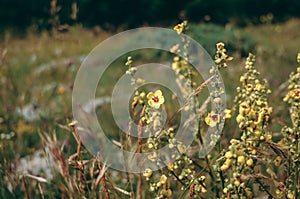 Beautiful summer landscape with blossoming meadow and flowers wild flowers blooming spring