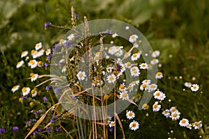 beautiful summer landscape with blossoming meadow and flowers. wild flowers blooming spring