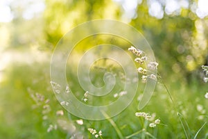 Beautiful summer landscape with blossoming meadow and flowers. wild spring summer flowers blooming