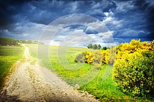 Beautiful summer landscape with country road