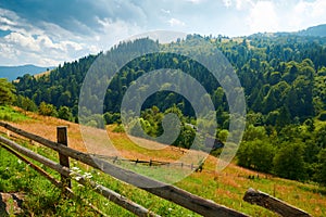 Beautiful summer landscape - countryside on hills with spruces, cloudy sky at bright sunny day. Village with wooden homes.