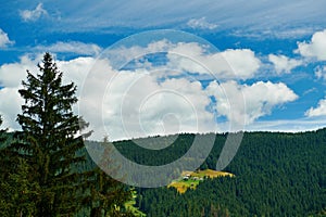 Beautiful summer landscape - countryside on hills with spruces, cloudy sky at bright sunny day. Village with wooden homes.