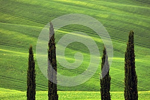 Beautiful summer landscape with cypress trees in Tuscany