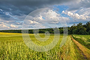 Beautiful summer landscape with fields, road, forest and picturesque sky with clouds