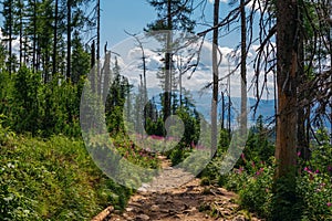 Beautiful summer landscape - footpath in High Tatras mountains