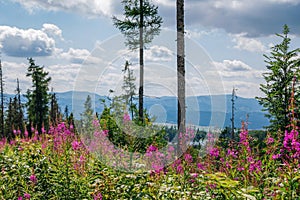 Beautiful summer landscape - footpath in High Tatras mountains