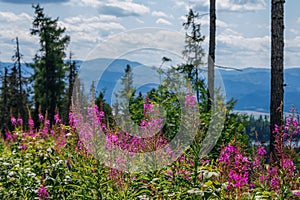 Beautiful summer landscape - footpath in High Tatras mountains