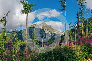 Beautiful summer landscape - footpath in High Tatras mountains