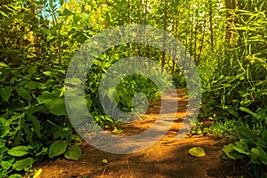 Beautiful summer landscape with a footpath among trees and bushes