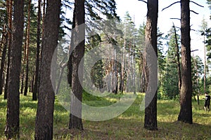 Beautiful summer landscape in the forest