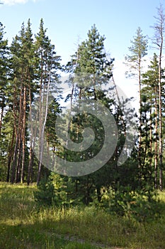 Beautiful summer landscape in the forest