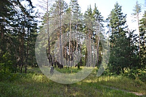 Beautiful summer landscape in the forest