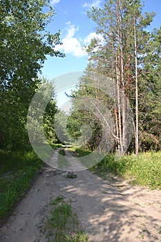 Beautiful summer landscape in the forest