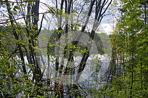 Beautiful summer landscape, forest trees are reflected in calm river water against a background of blue sky and white clouds