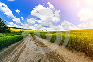 Beautiful summer landscape with fresh green grass, dirt gravel road, blue sky and white puffy clouds. Path through crop fields.