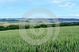 beautiful summer landscape, green fields of ripening wheat, forest behind the hill, trees and blue sky in the background, the