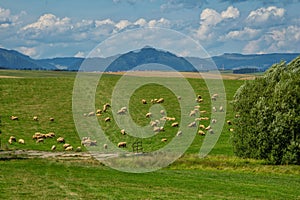 Beautiful summer landscape with meadow and herd of grazing sheep