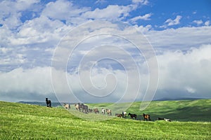 Beautiful summer landscape, green hills with horses grazing