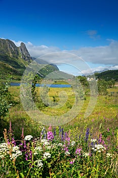 Beautiful summer landscape, green meadow in the mountains, Lofoten islands in Norway. Vertical shot