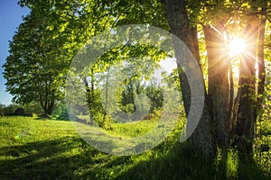 Beautiful summer landscape of green nature. Bright sun lights through branches of foliages trees. Clear sunny morning green park