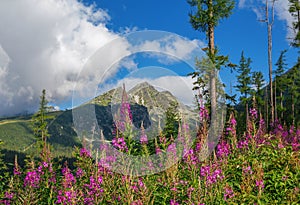 Beautiful summer landscape - High Tatras mountains