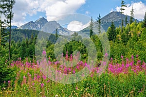 Beautiful summer landscape - High Tatras mountains