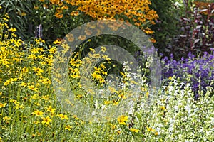 Beautiful Summer landscape image of vibrant wild flowers in mead