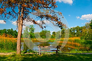 Beautiful summer landscape with lake and wooden bench